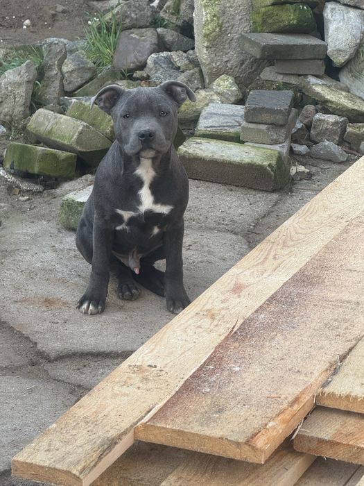 Staffordshire Bull Terrier piesek