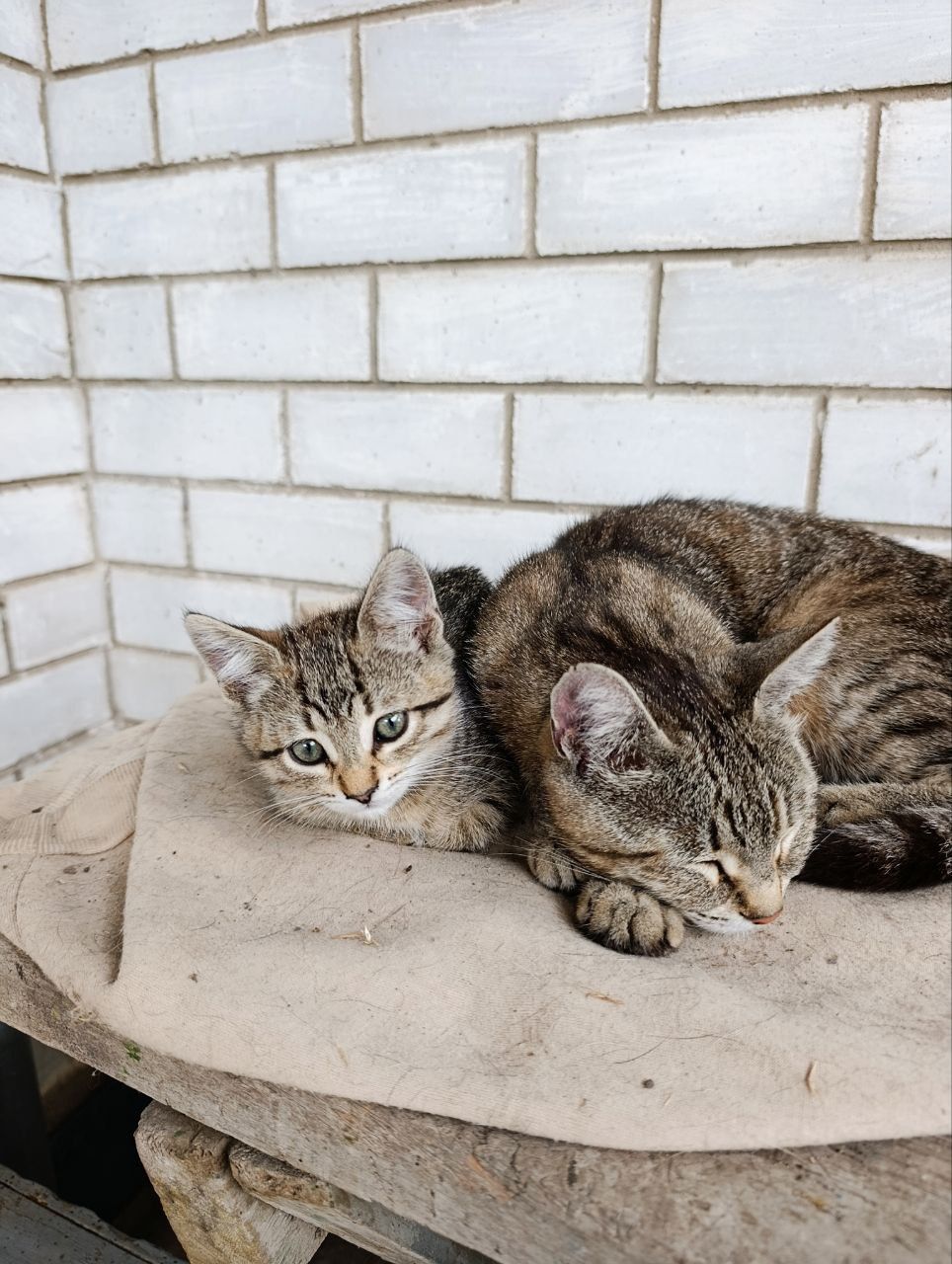 Отдам красивых котят