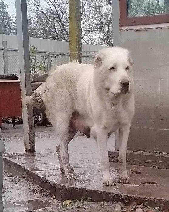 Среднеазіатська вівчарка