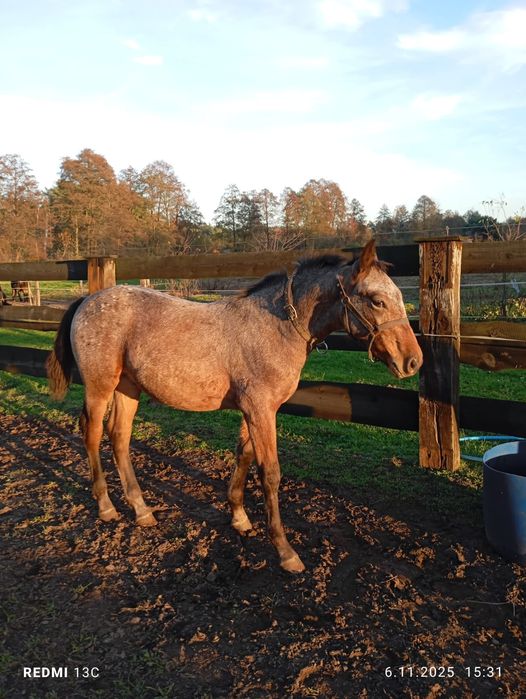 Ogierek z kwietnia tego roku
