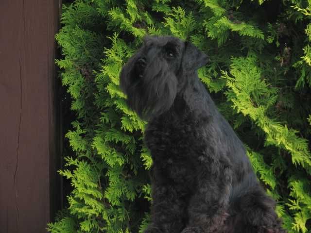 sznaucer miniaturowy ZKwP po Championach FCI