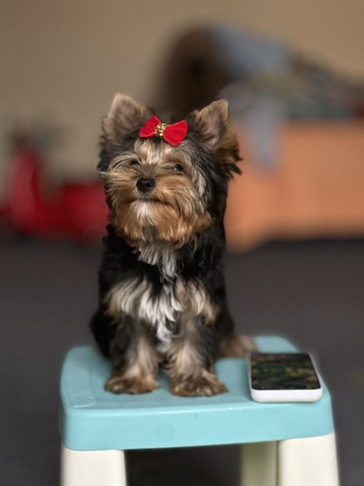 Маленьке диво — дівчинка-йорк у добрі руки