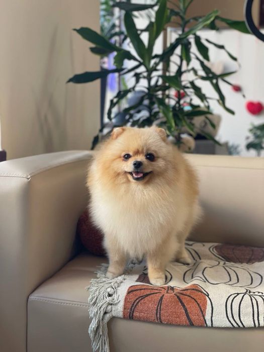 Померанський шпіц вʼязка