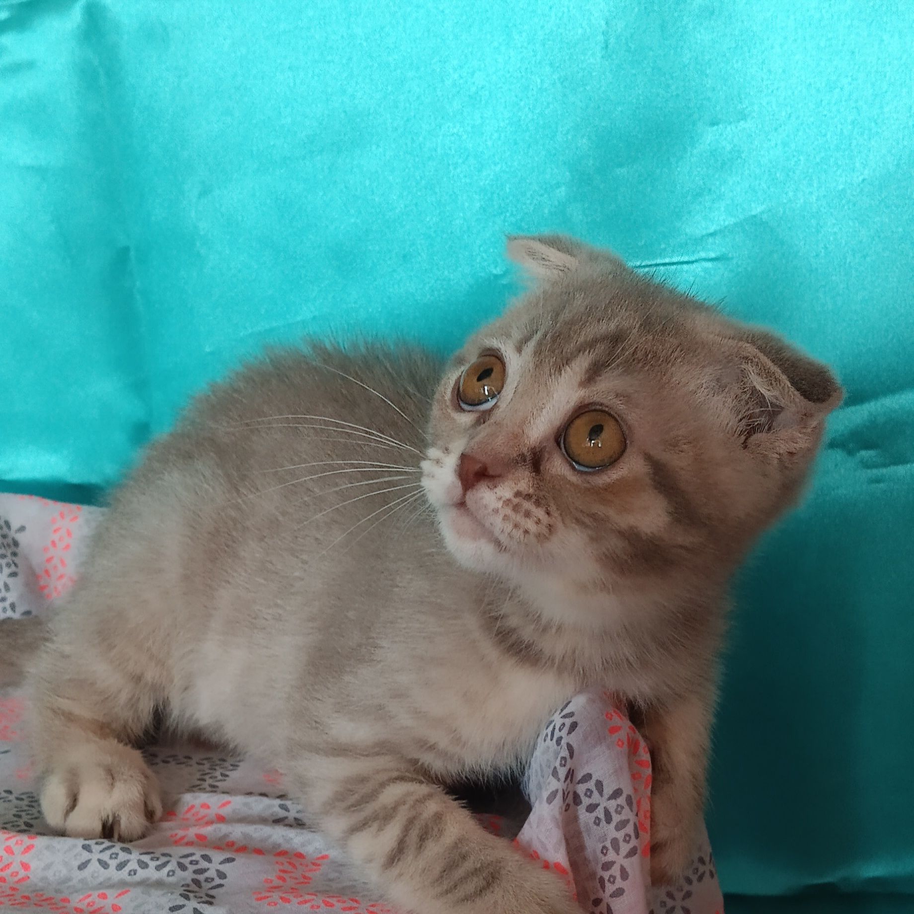 Дуже милий котик