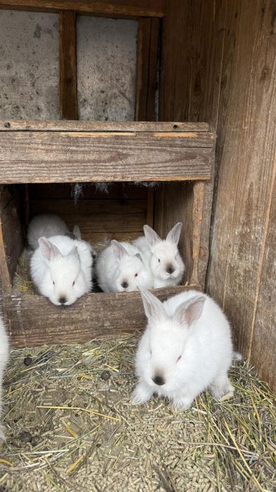 Продам кроликів Каліфорнія