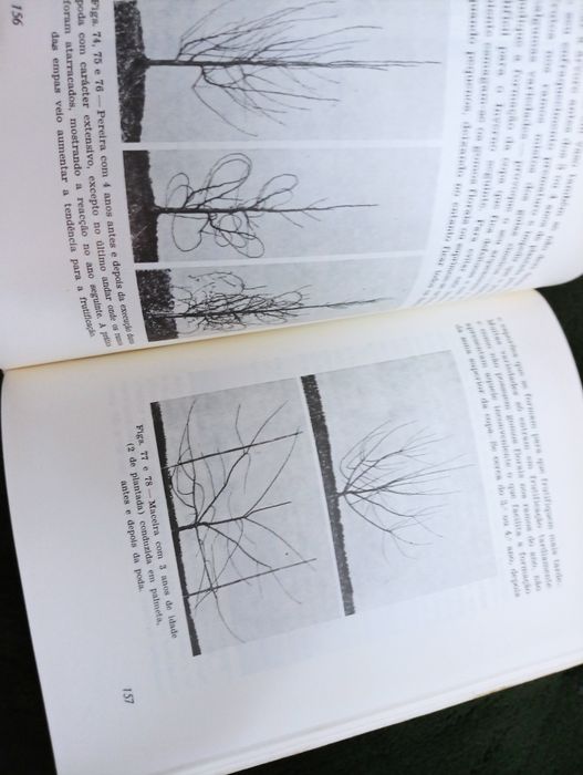 A poda em fruticultura: noções práticas e novos métodos -Menezes 1977*