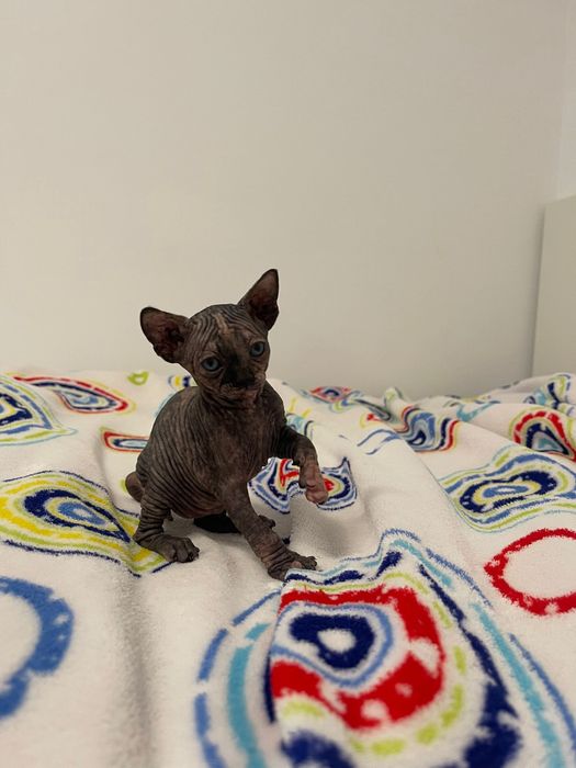 Sphynx tricolor disponivel