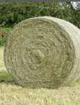 Siano baloty  sprzedam