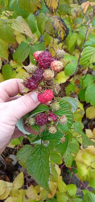 Саджанці малини ремонтантної сорт ПОЛАНА