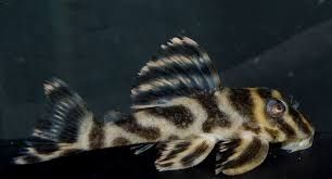 Zbrojnik glonojad L199 zebra