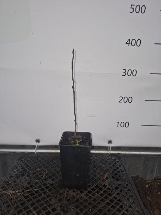 Фісташка Джамбо,Альбіна, Гірська Жемчужина, чол.Петер