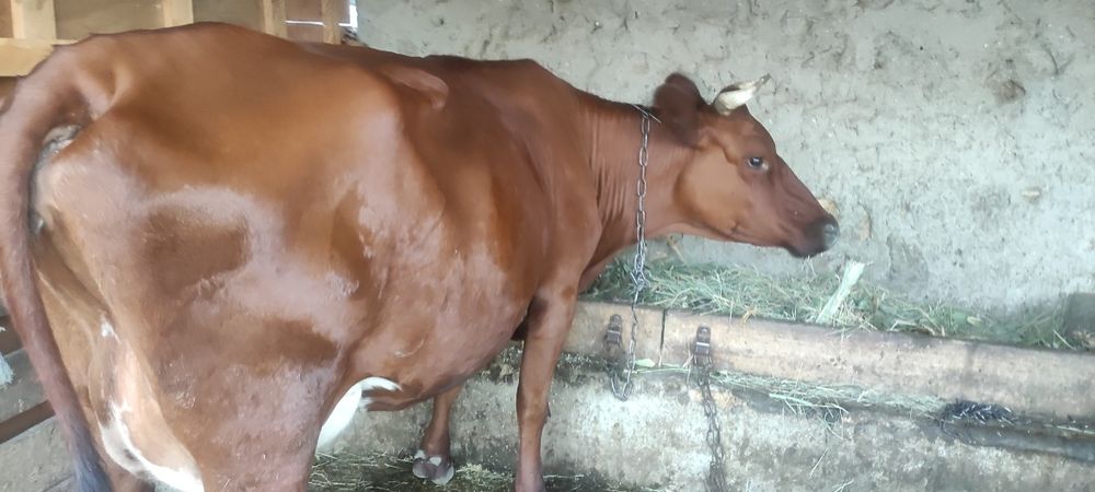 Продам корову на хозяйство