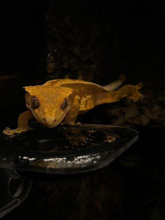 Gekon orzęsiony, samica.