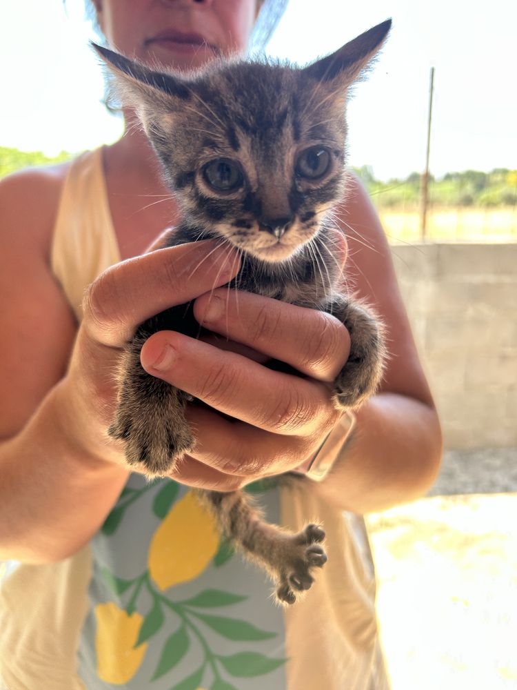 gatinhos para adoçao