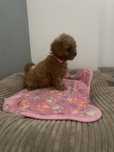 Pudel Miniaturowy