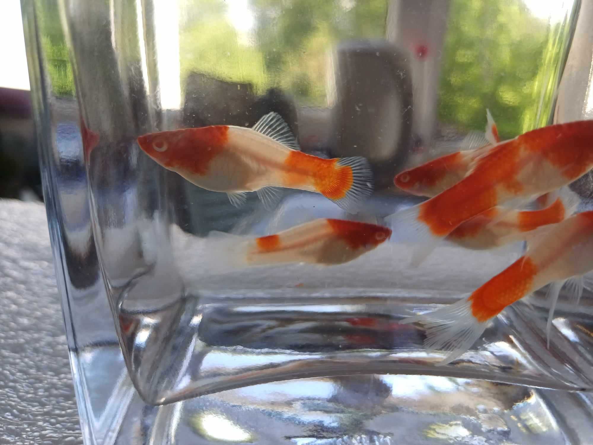 Mieczyk KOI albino
