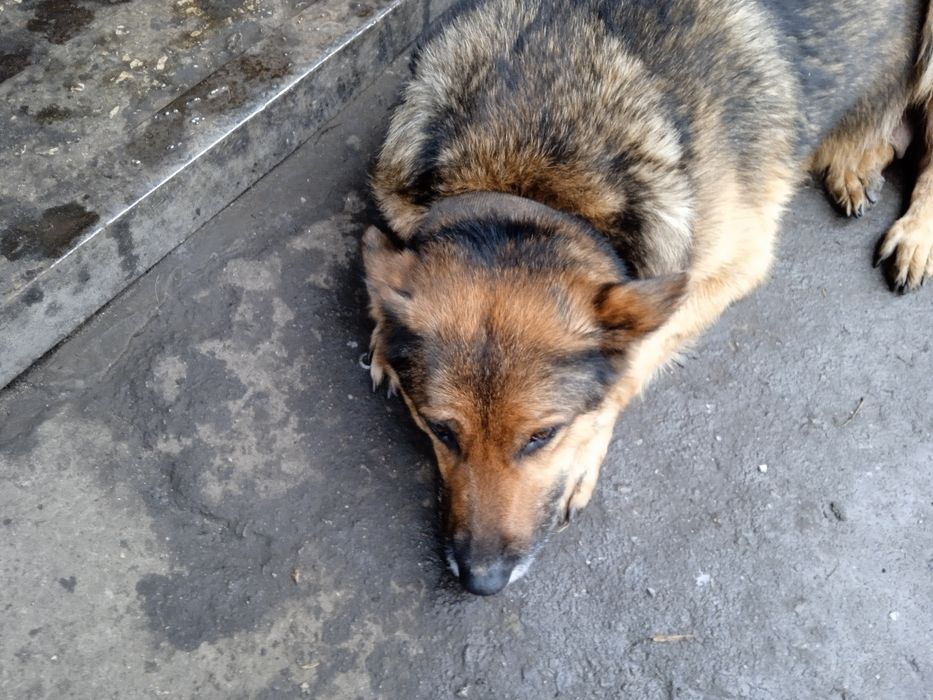 відам в добрі руки цуценят вівчарки