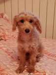 Maltipoo Piękny Chłopczyk