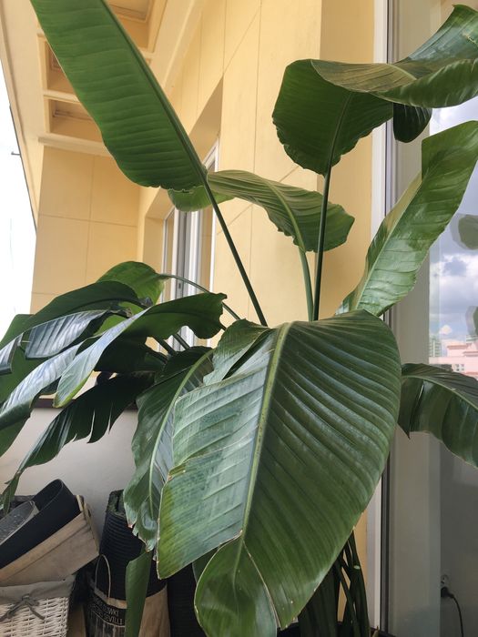 Strelicja biała strelitzia nicolai 150 cm 3 rośliny w jednej