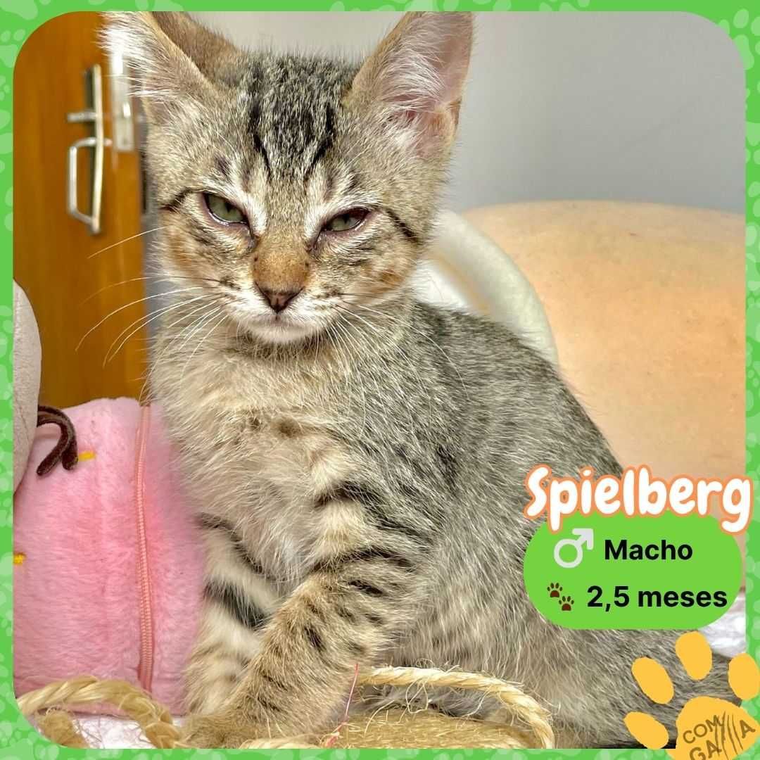 Gtinhos para adoção