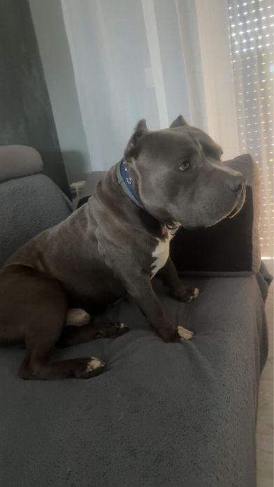 American Staffordshire Terrier Amstaff REPRODUKTOR