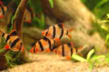 Barbo Tigre (Barbus tetrazona)