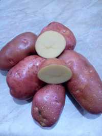Ziemniaki 24kg bellarosa