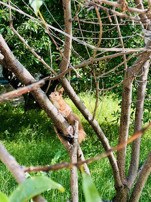 Оренда будинку з убежищем , для целителей здоровья и природи