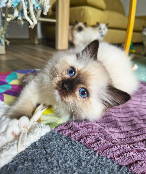 Cudowna koteczka Ragdoll