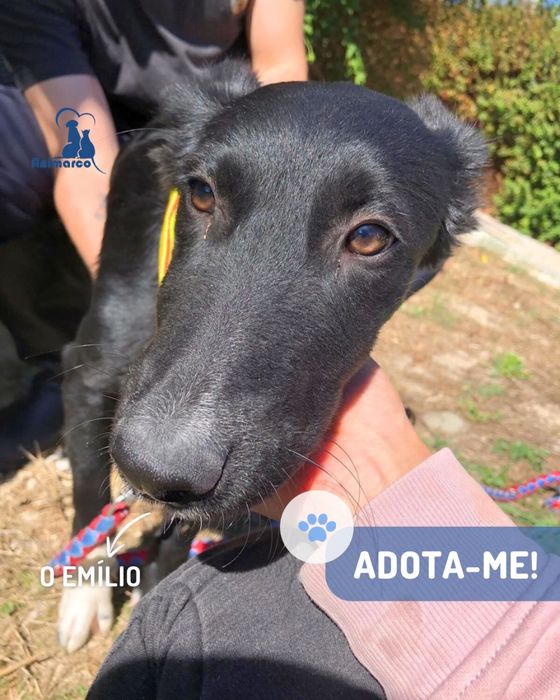 Emilio - cao jovem ficara porte medio- grande