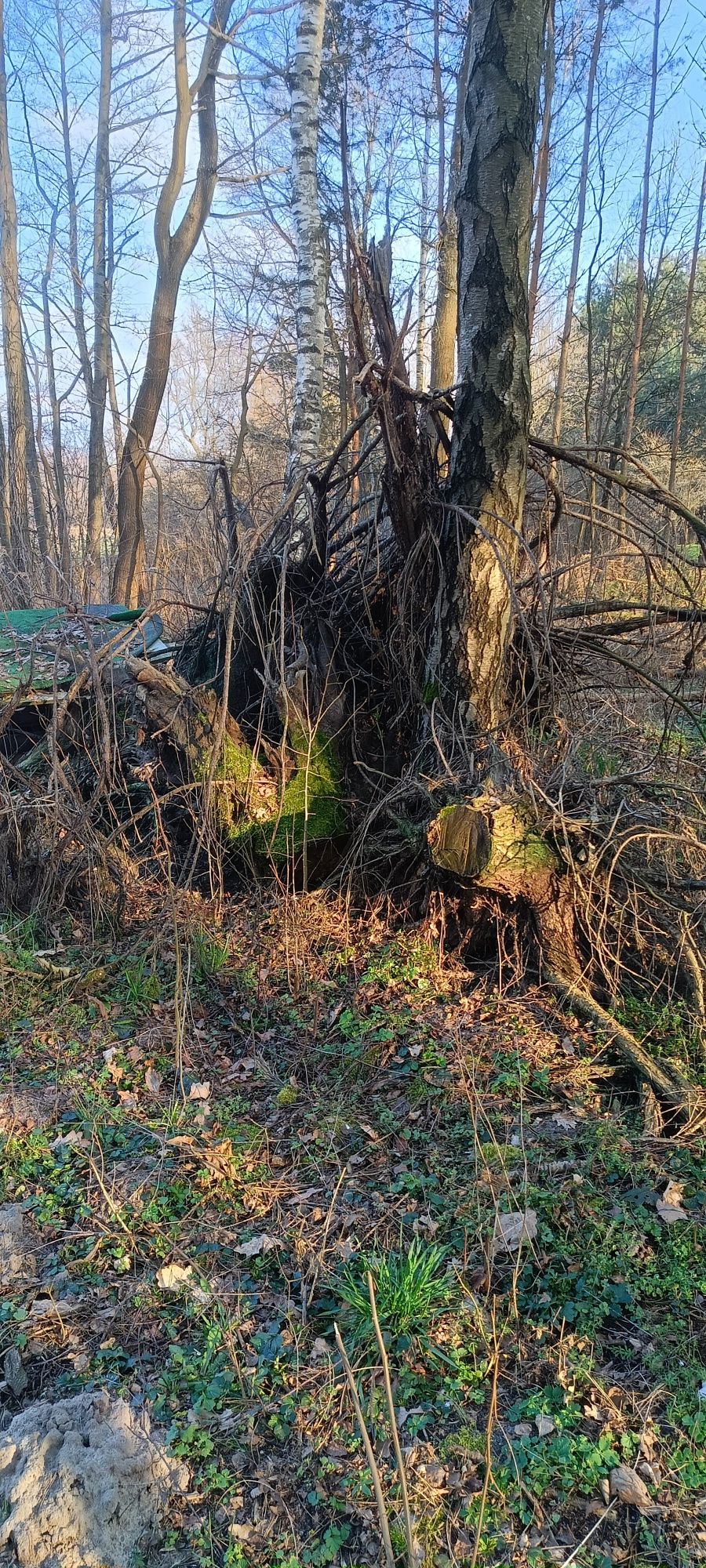 Korzenie gałęzie oraz zrębki