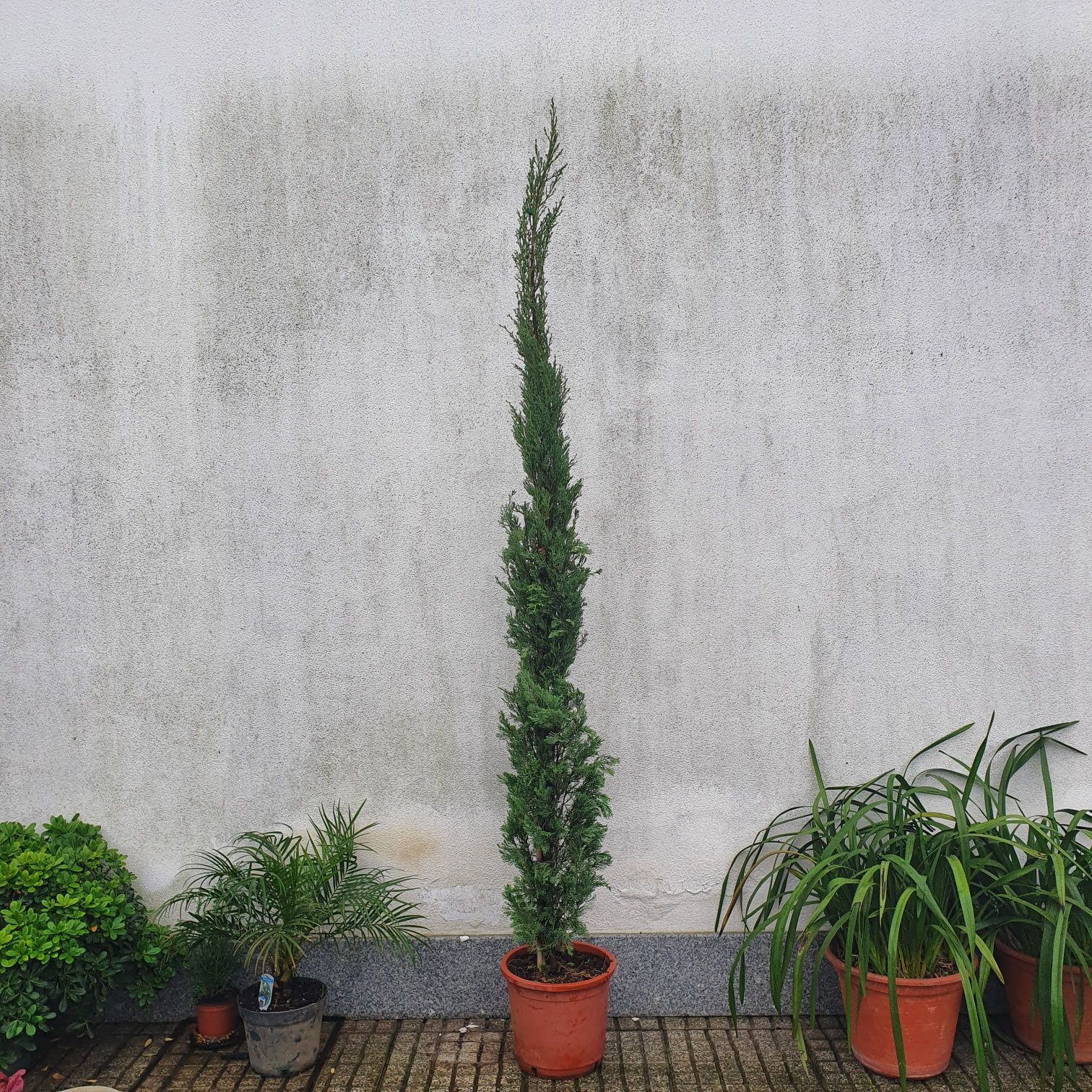 Cupressus Sempervirens/ TOTEM / STRICTA 20 A 600 CM