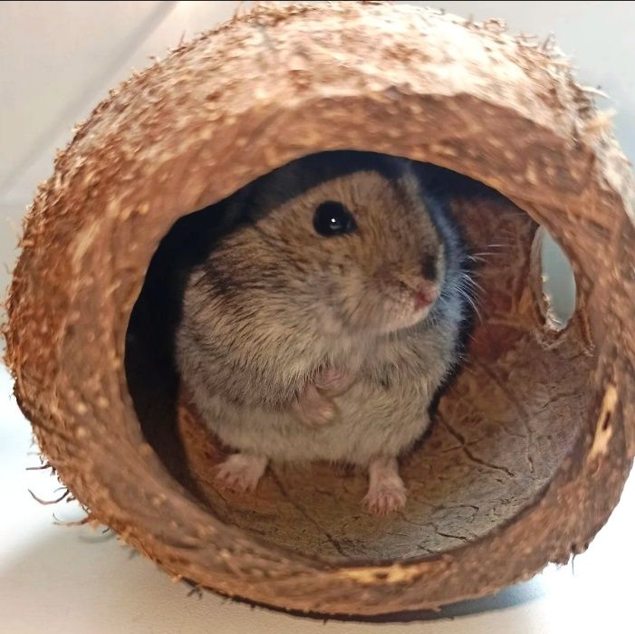 Домик для хомяка из кокоса