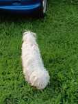 cudowny maltipoo, piesek o złotym serduszku