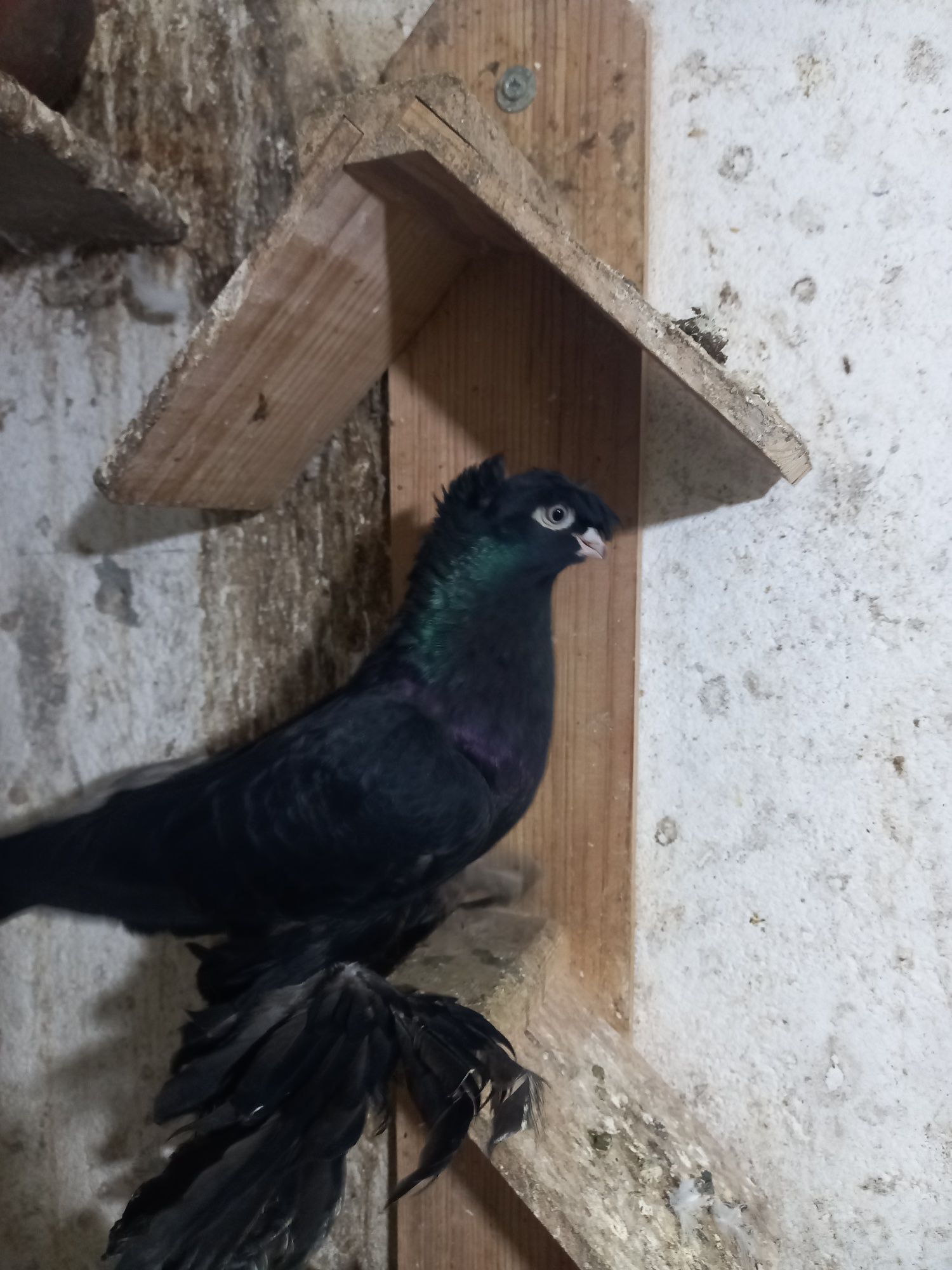 Vendo várias raças de pombos