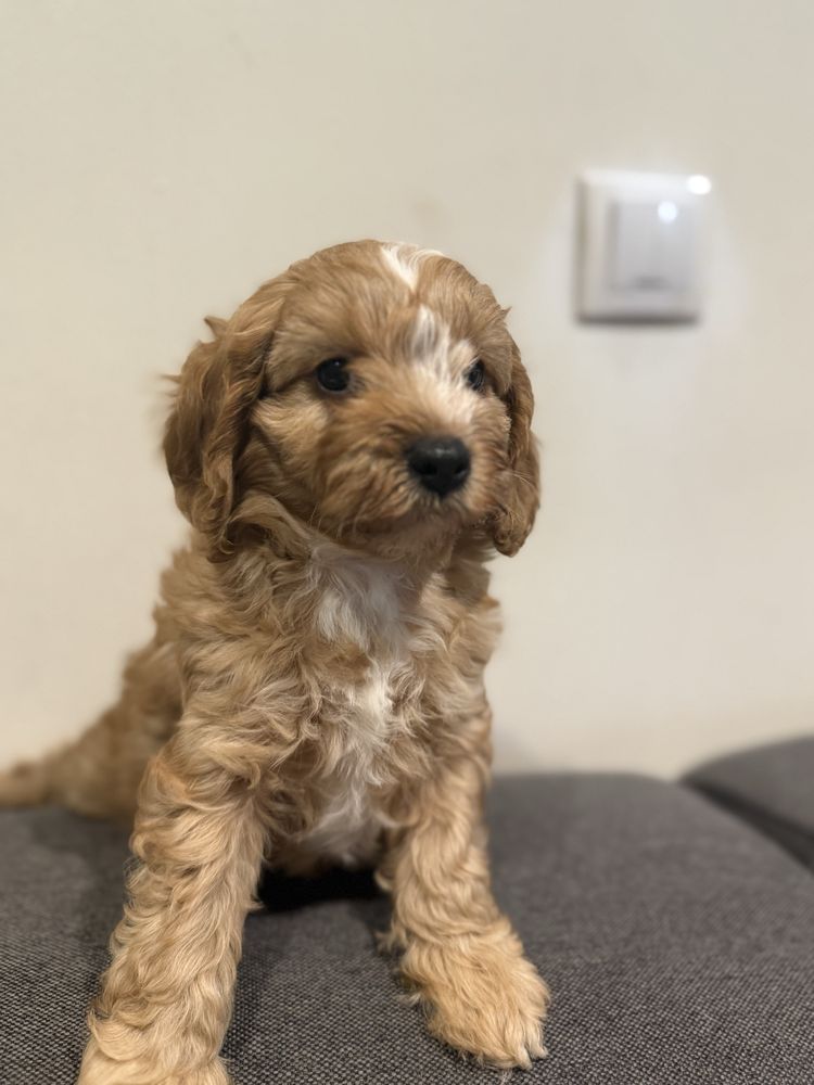Cavapoo śliczny szczeniaczek