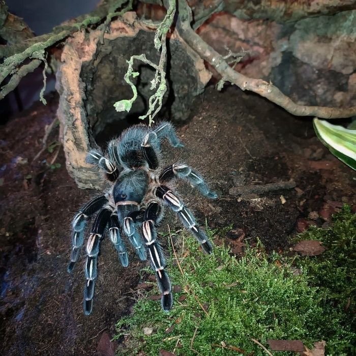 Aphonopelma seemanni самка паука птицееда для новичков