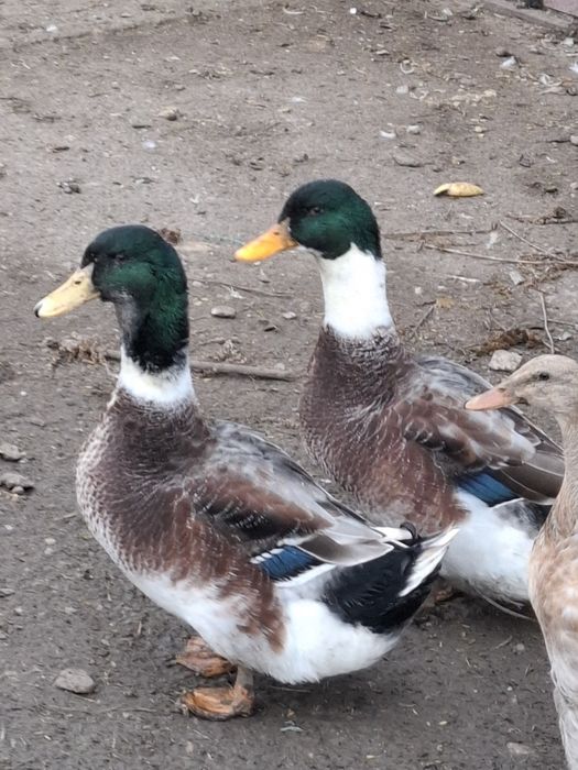 Kaczory Staropolskie