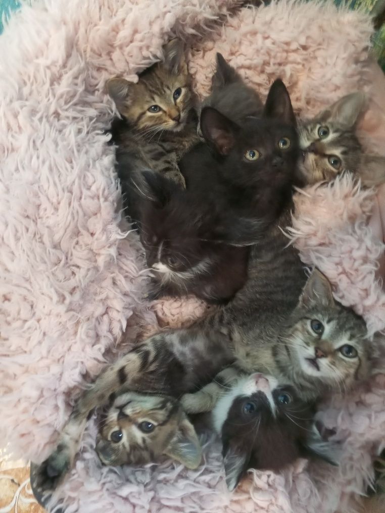 Котики милі пухнастики!