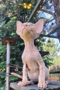 Devon rex Nugat - orzechowa małpka