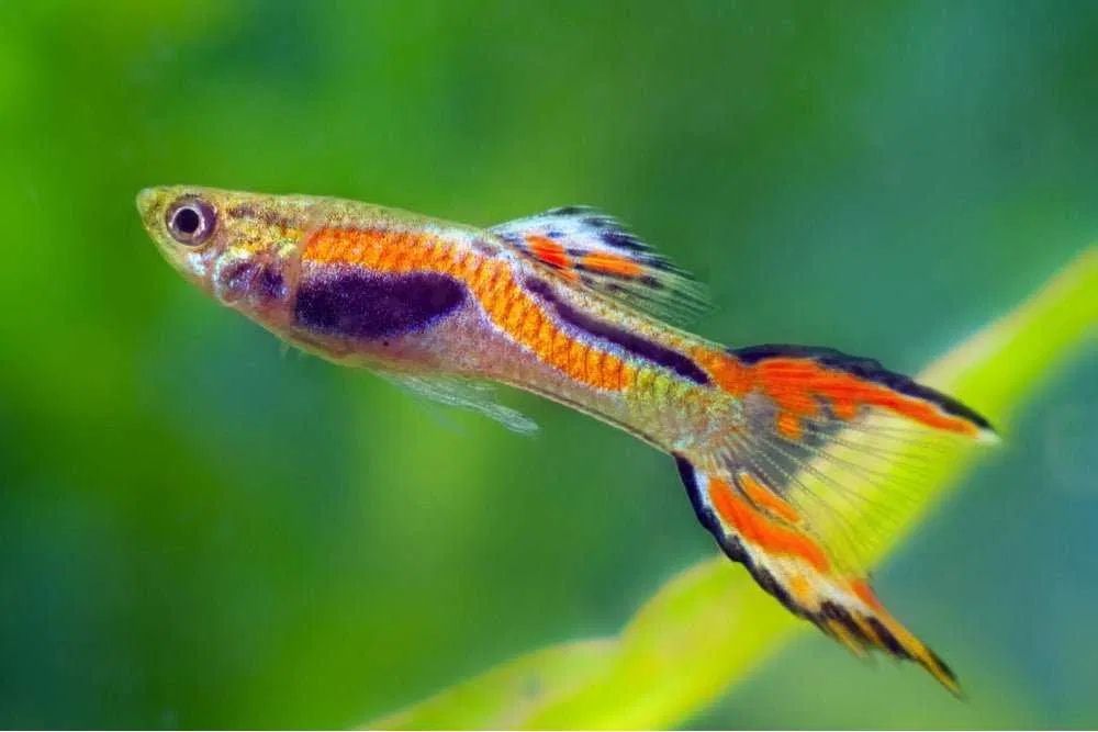 Peixes guppy endler