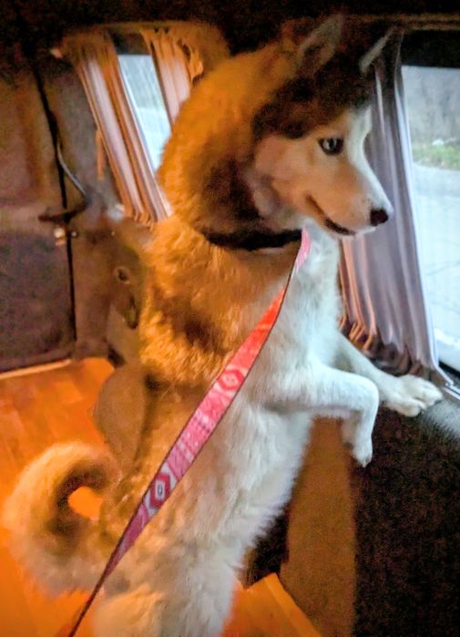 Віддам Хаскі в добрі руки.