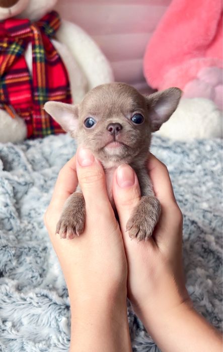Эксклюзивная экстра-мини девочка чихуахуа лилового окраса