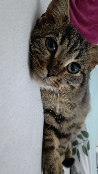 Oddam kotka w dobre ręce