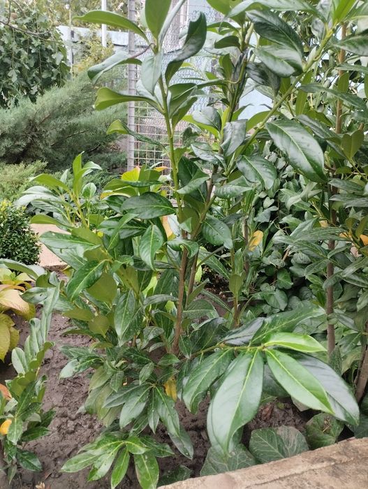 Лавровишня куст большой Кавказовка