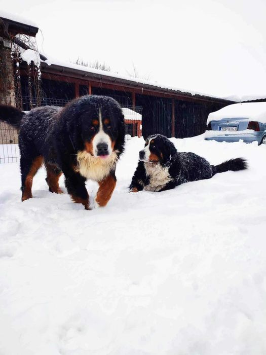 Urocza suczka Berneński Pies Pasterski !