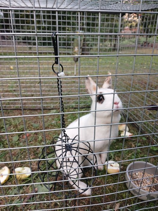 Декоративний кролик