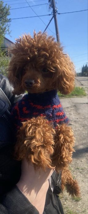 Вязка Той пудель