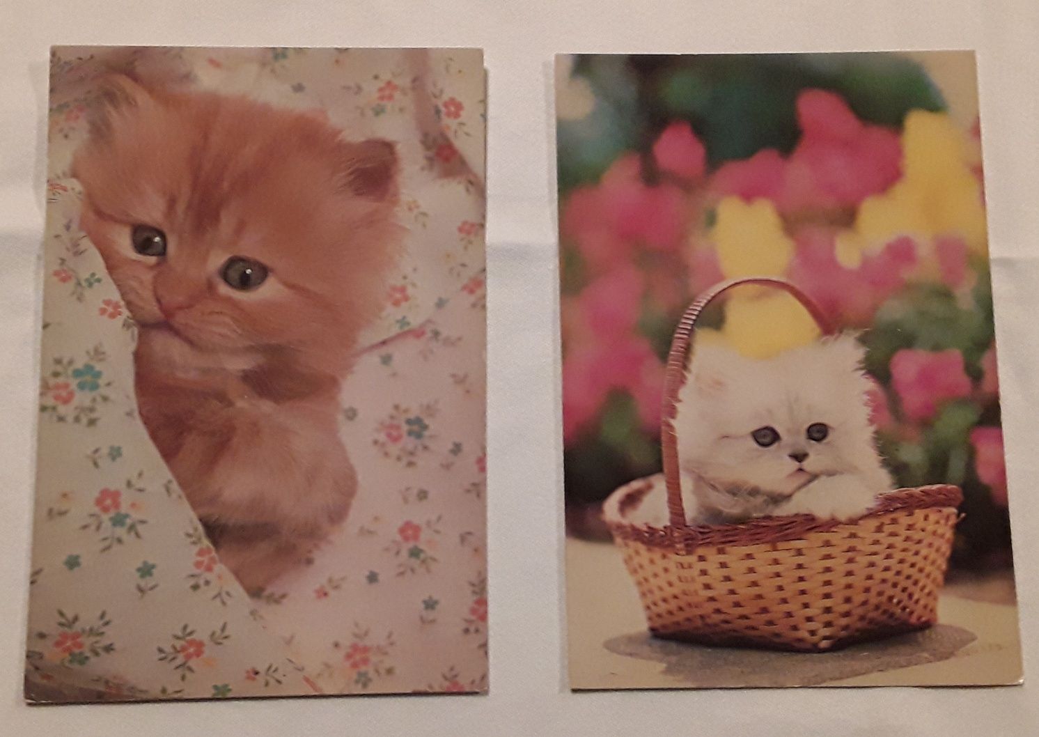 Conjunto de 4 postais de gatos, anos 80