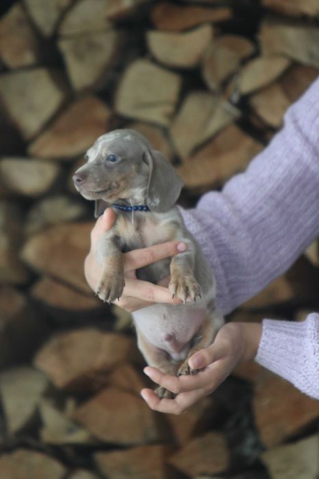 Jamnik Miniaturowy Samiec Isabella Merle Tan ZOBACZ WIDEO 8 tyg.